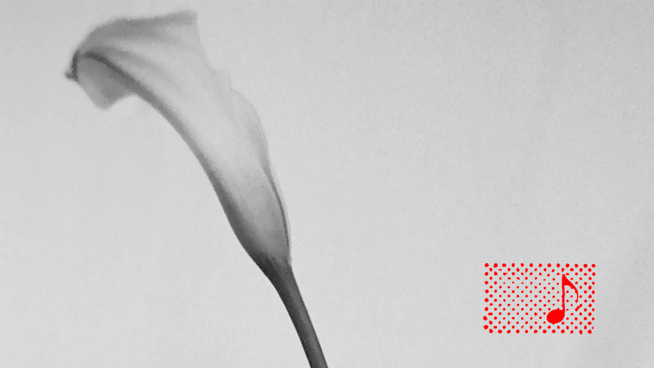 Lamb's Ear 004: Perennial
